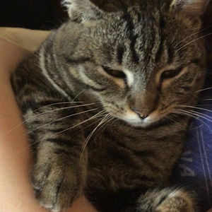 Meet your Posher, Millie